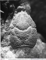 Historisches Foto (Rückseite) von Cracensigillatus gracilirostrus (Robins et al., 2013) (NHMW-AFW-GEO-BACHMAYER-FOTO-1990-0041-1454)